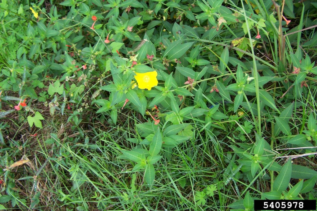 Green plant with red buds and yellow flowers