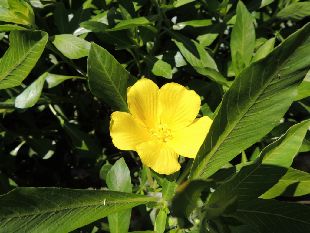 Floating Primrose-willow Ludwigia peploides Small yellow 5 petalled flower