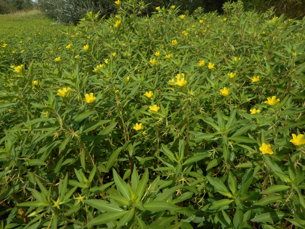 Floating Primrose-willow Ludwigia peploides Large floating mat of long slender green leaves and small yellow flowers