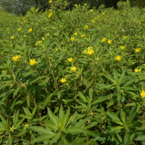 Floating Primrose-willow Ludwigia peploides Large floating mat of long slender green leaves and small yellow flowers