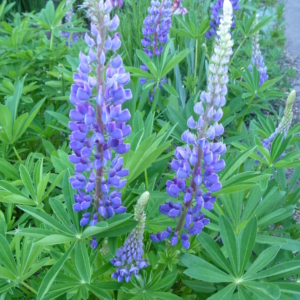 the large palmate leaves and purple to white flowers of large leaf lupine