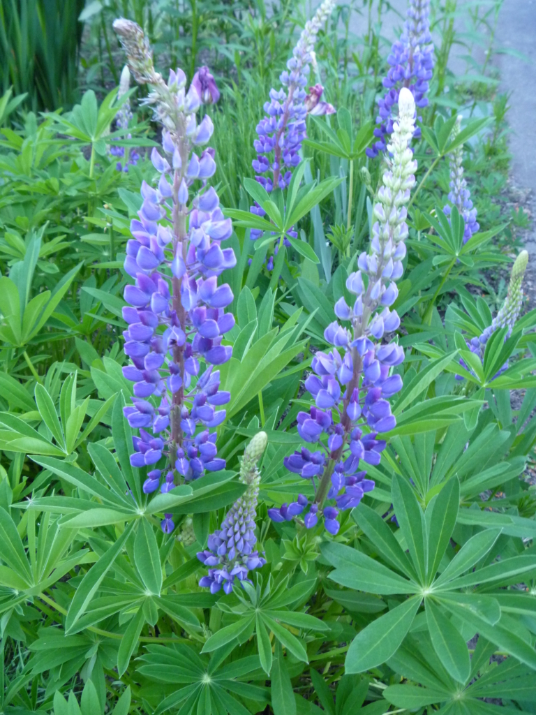 the large palmate leaves and purple to white flowers of large leaf lupine