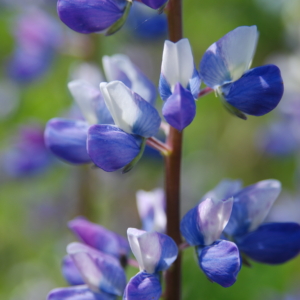 purple and white characteristic pea family flowers