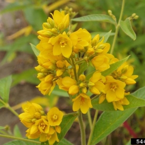 Garden Yellow Loosestrife Lysimachia vulgaris Clusters of small yellow flowers
