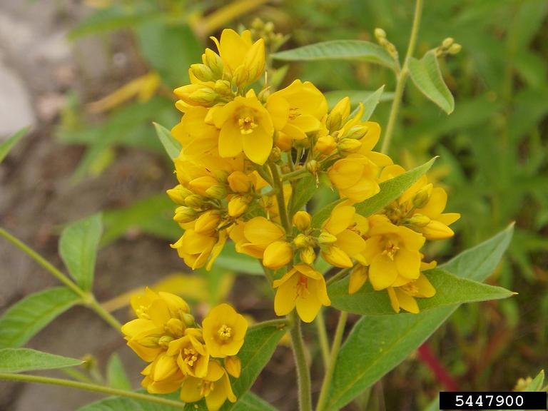 Garden Yellow Loosestrife Lysimachia vulgaris Clusters of small yellow flowers