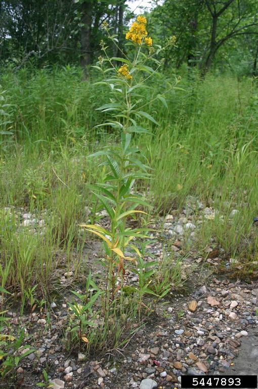 Garden Yellow Loosestrife Lysimachia vulgaris Stalk with long green thin leaves topped with spire of small yellow flowers