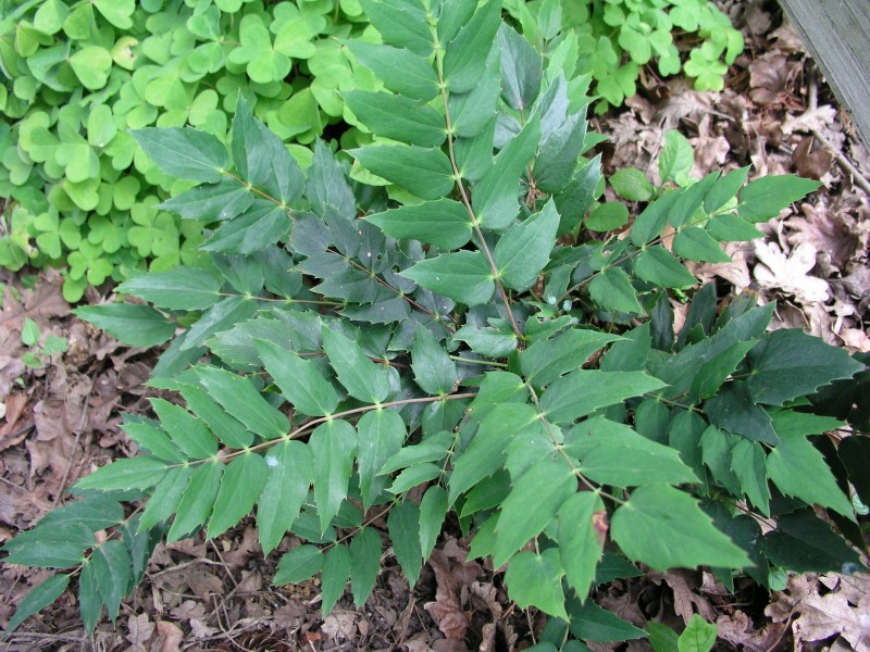 a low growing shrub with oval- to oblong-shaped leaflets are shiny on top, with wavy spine-tipped edges.