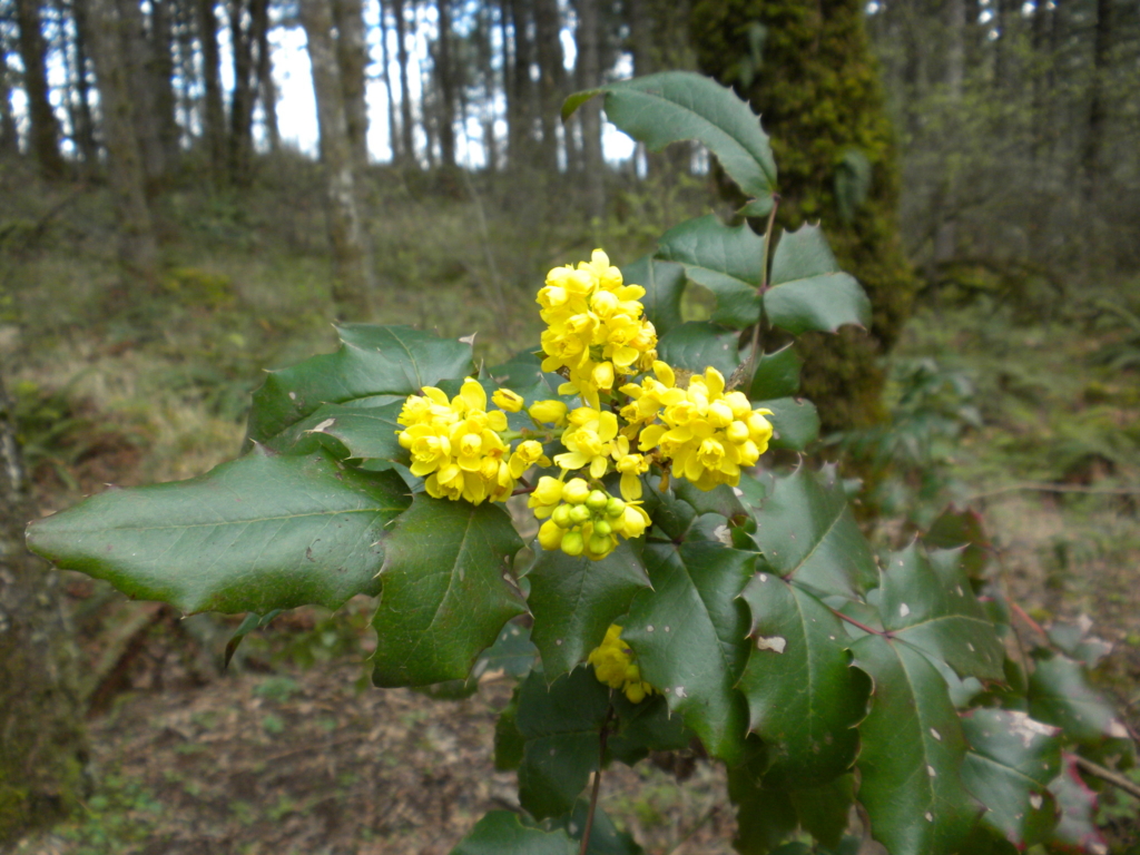 holly like leaves and cluster of small yellow flowers