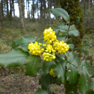 holly like leaves and cluster of small yellow flowers