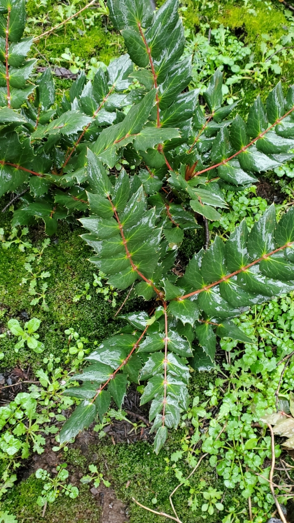 Cascade Oregon Grape Mahonia nervosa Stems with large green glossy opposite leaves