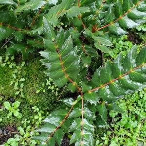 Cascade Oregon Grape Mahonia nervosa Stems with large green glossy opposite leaves