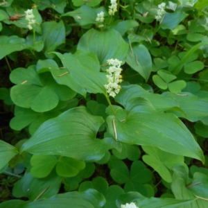 heart shaped leaves clasp stem with short spike of whitish flowers at tip