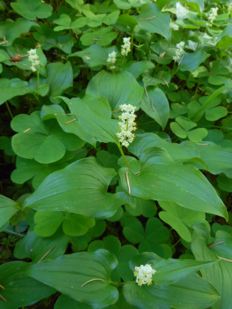 heart shaped leaves clasp stem with short spike of whitish flowers at tip