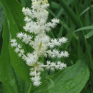 a tapering spike of small white star-like flowers