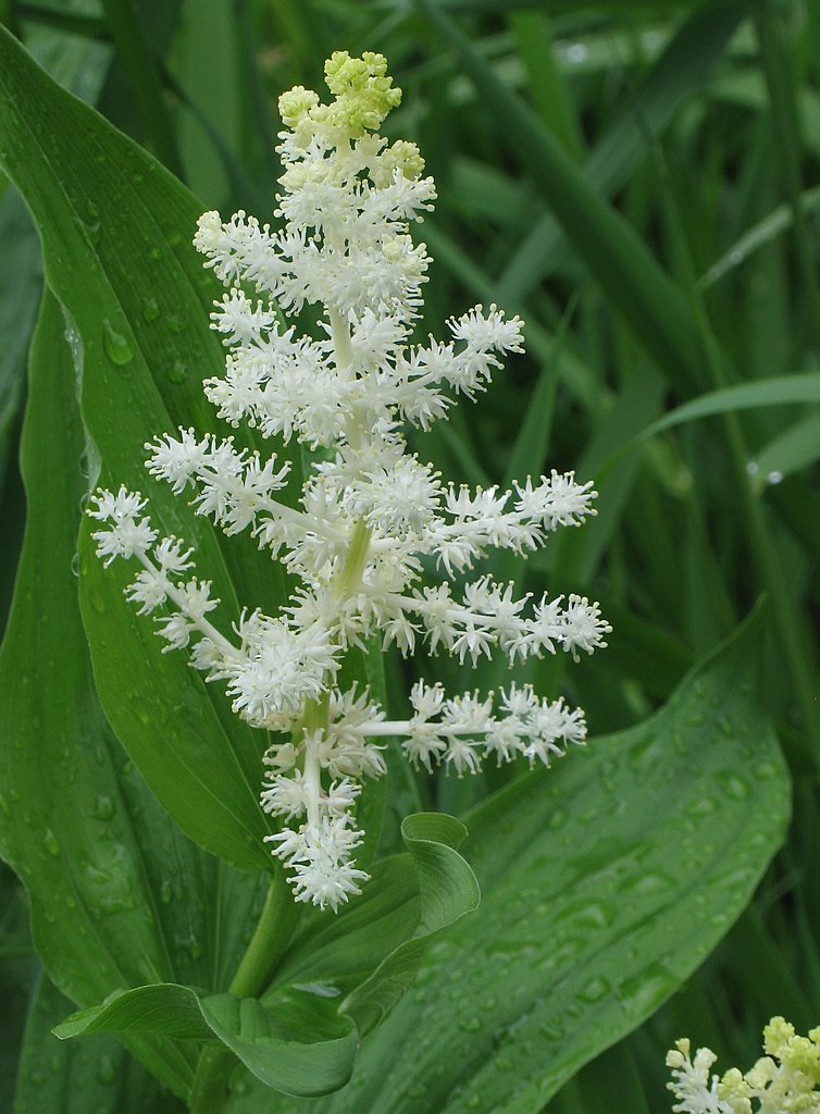 a tapering spike of small white star-like flowers