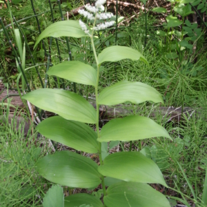 alternate leaves climb stems towards feathery terminal inflorescence