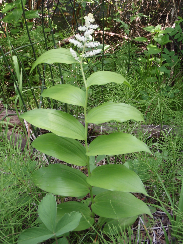 alternate leaves climb stems towards feathery terminal inflorescence