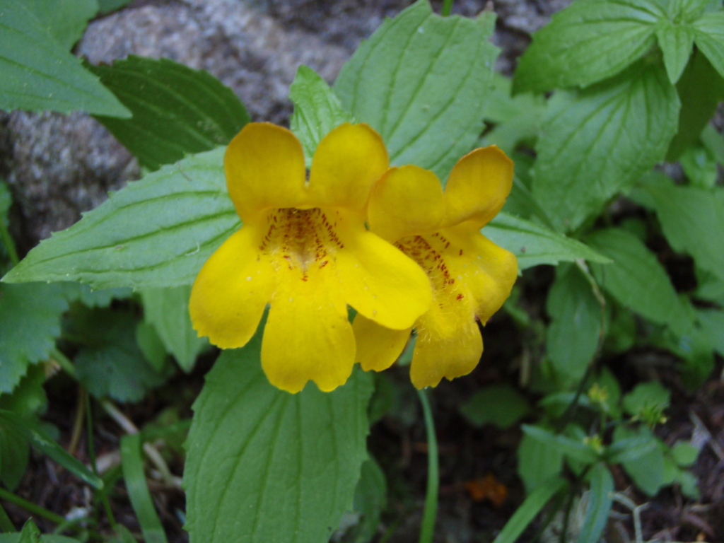 Yellow Monkeyflower Mimulus guttatus 2 small yellow flowers with green ovate pointe leaves.