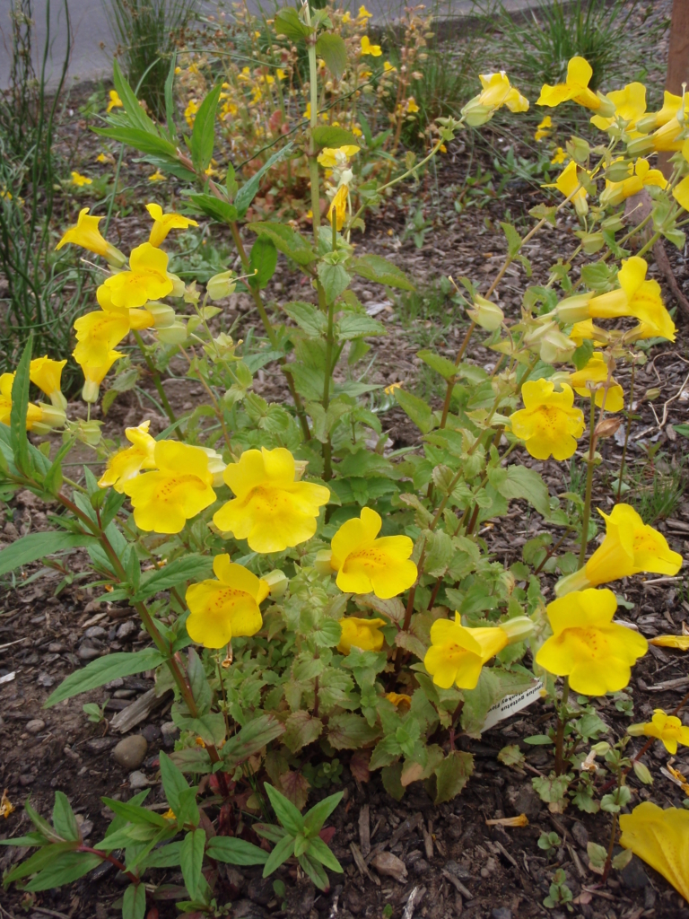 Yellow Monkeyflower Mimulus guttatus Small bush with large yellow flowers