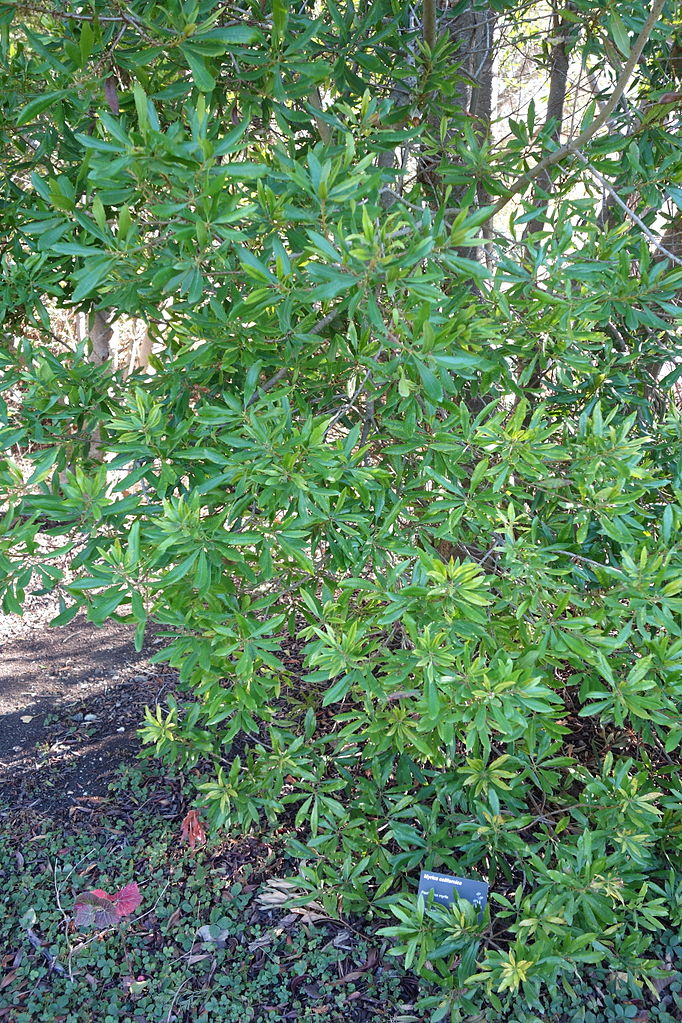 A bushy shrub with leaves from bottom to top, which could be used as a privacy screen in a hedge.