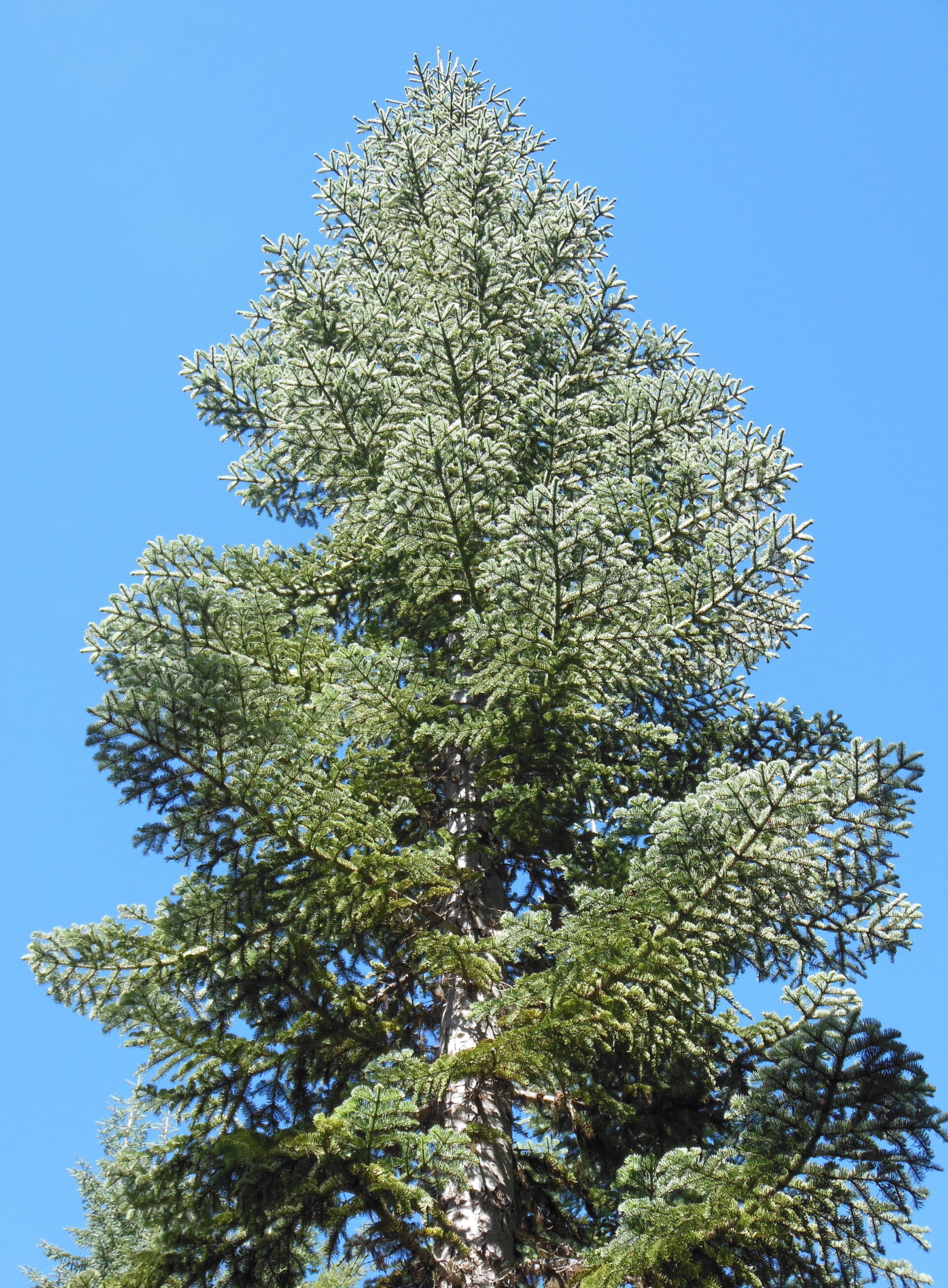 Noble Fir Marion SWCD