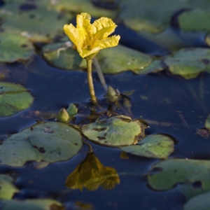 Small stem coming out of water with small yellow flower