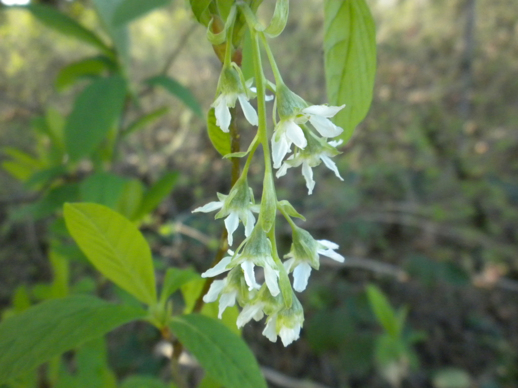 dangling small white flowers