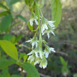 dangling small white flowers