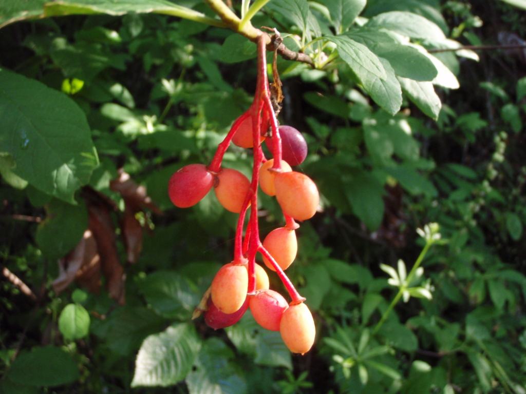 dangling cluster of early red fruits will turn darker purple black