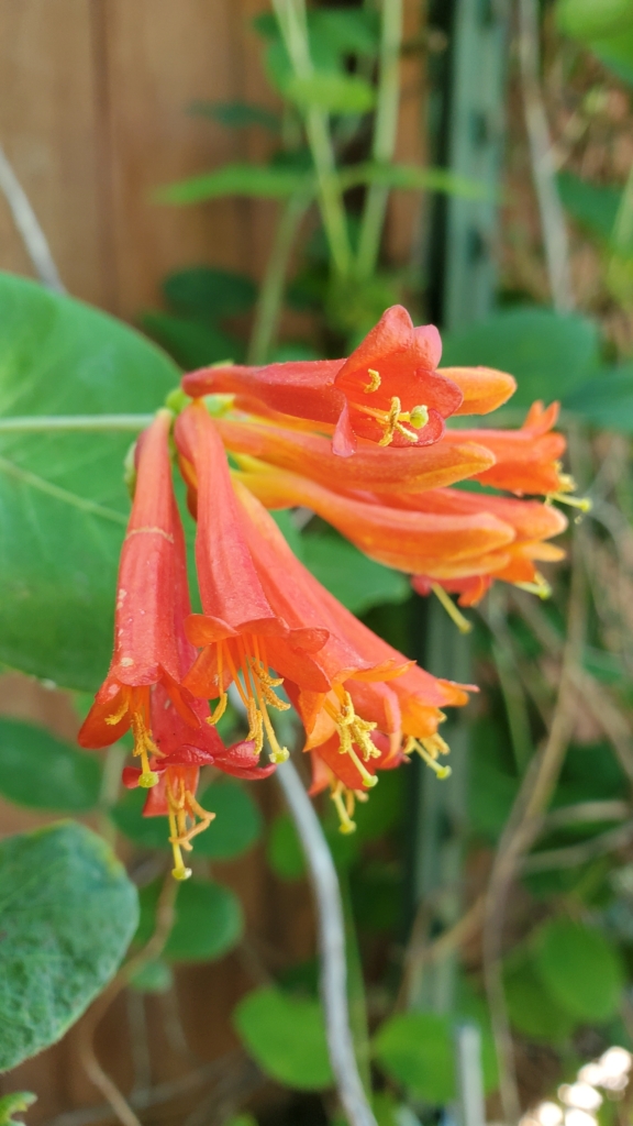 reddish yellow tubular trumpet-like flowers