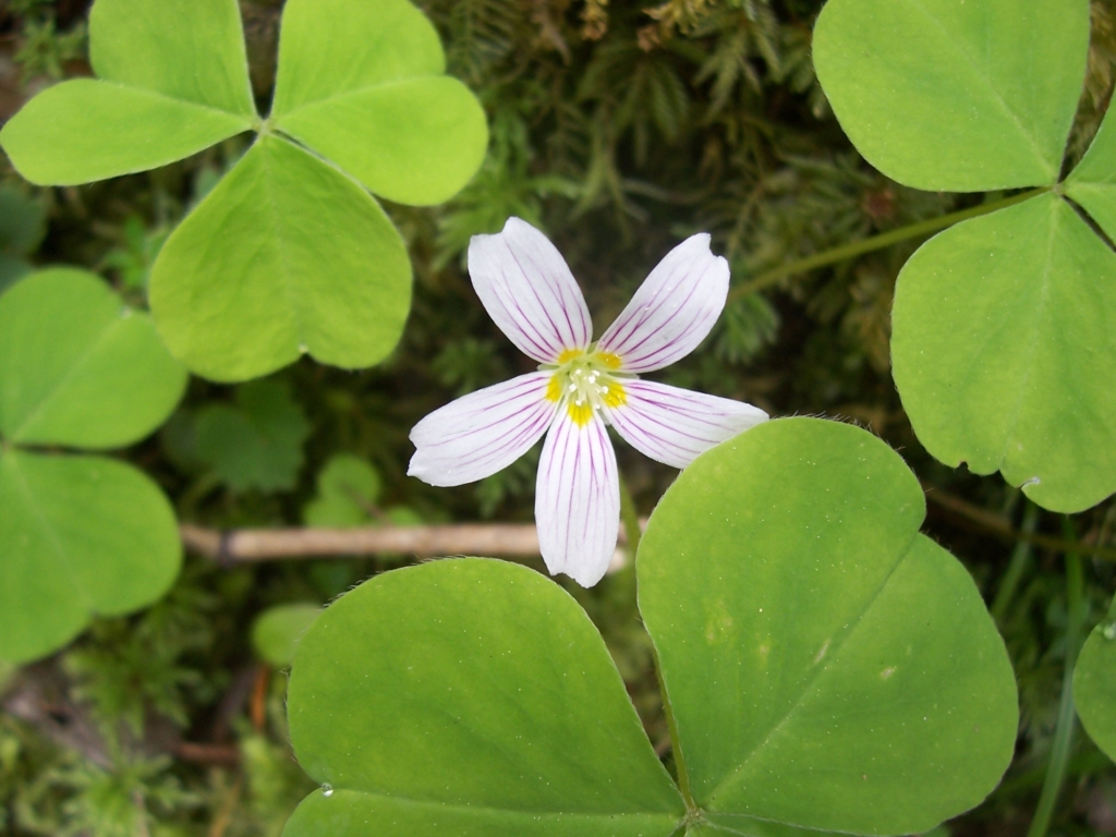 white five petaled flower