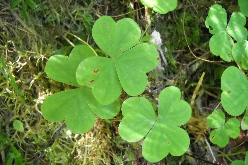 clover like leaves