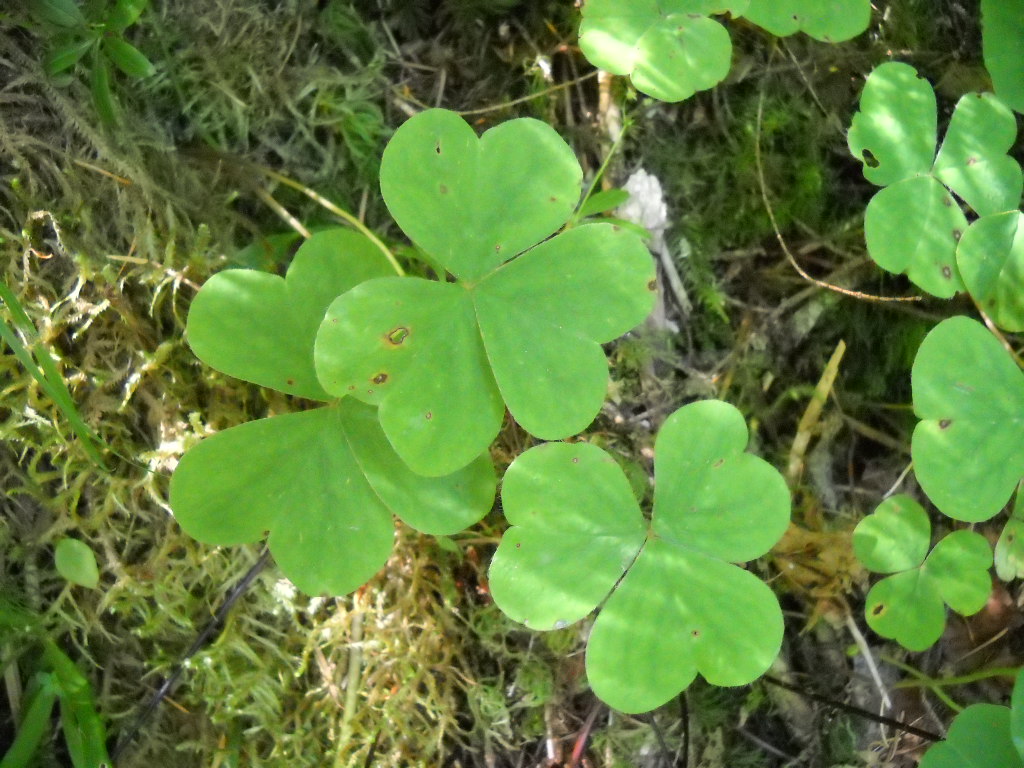 clover like leaves