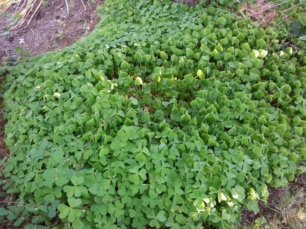 a carpet of sorrel