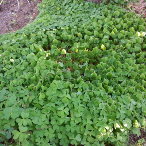 a carpet of sorrel