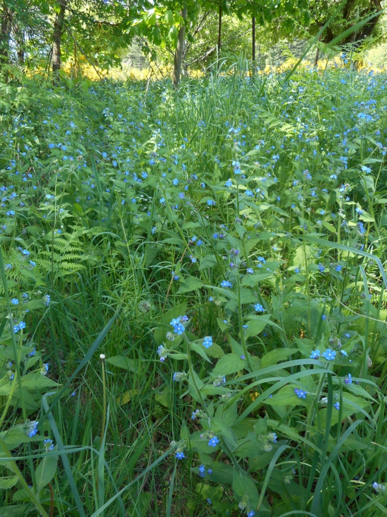 Evergreen Bugloss Pentaglottis sempervirens Field of stalks with green leaves and small blue flowers