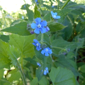 Evergreen Bugloss Pentaglottis sempervirens Small blue 5 pedalled flower on tear dropped shaped hairy leaves