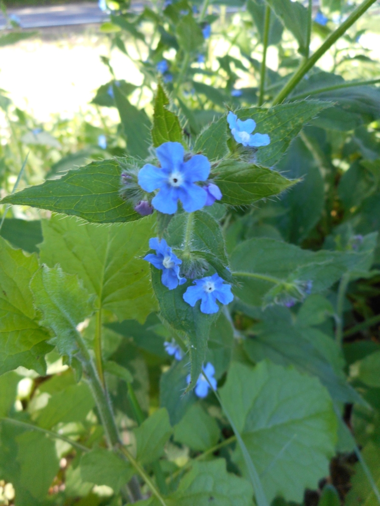 Evergreen Bugloss Pentaglottis sempervirens Small blue 5 pedalled flower on tear dropped shaped hairy leaves