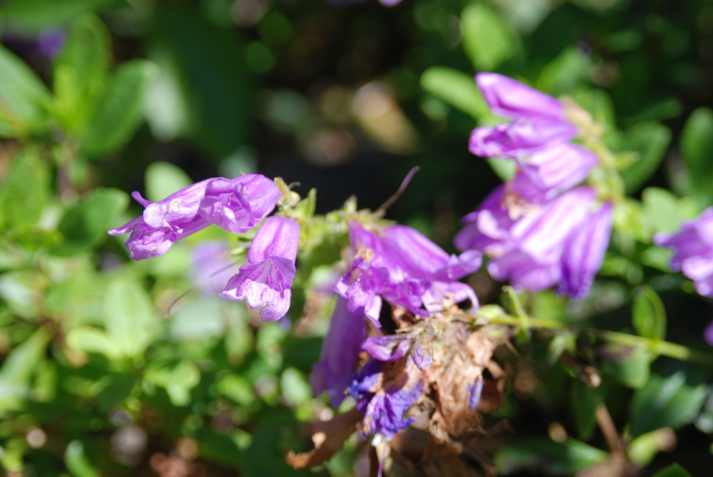 Tubular purple flowers