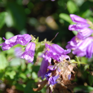 Tubular purple flowers