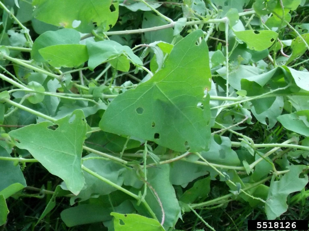 Triangle shaped leaves on viny stems