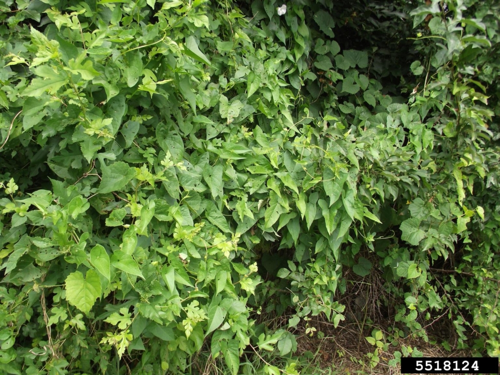 Large green shrub