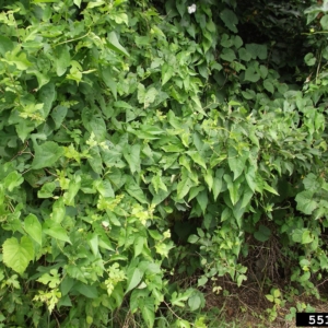 Large green shrub