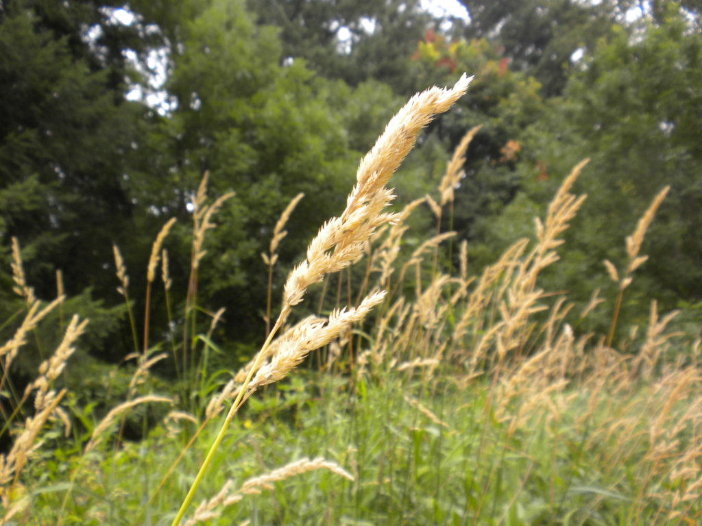 Reed Canarygrass Phalaris arundinacea Large ploomy seed head