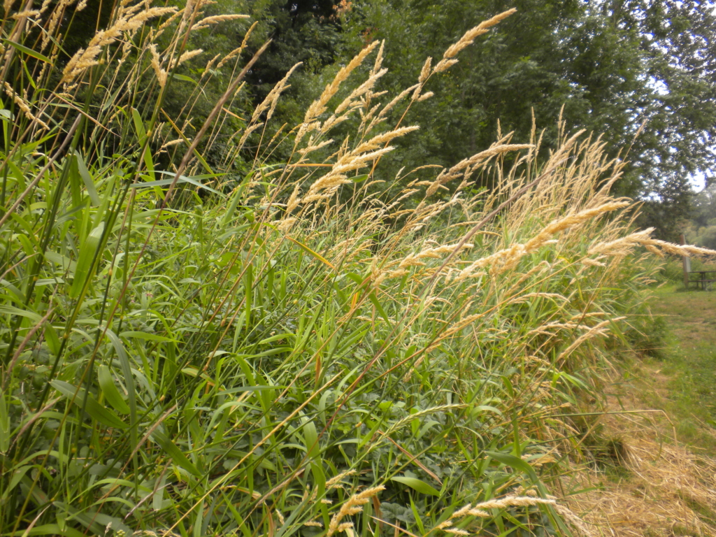 Reed Canarygrass Phalaris arundinacea Row of long grass stalks with long green slender blades and spires of seed heads