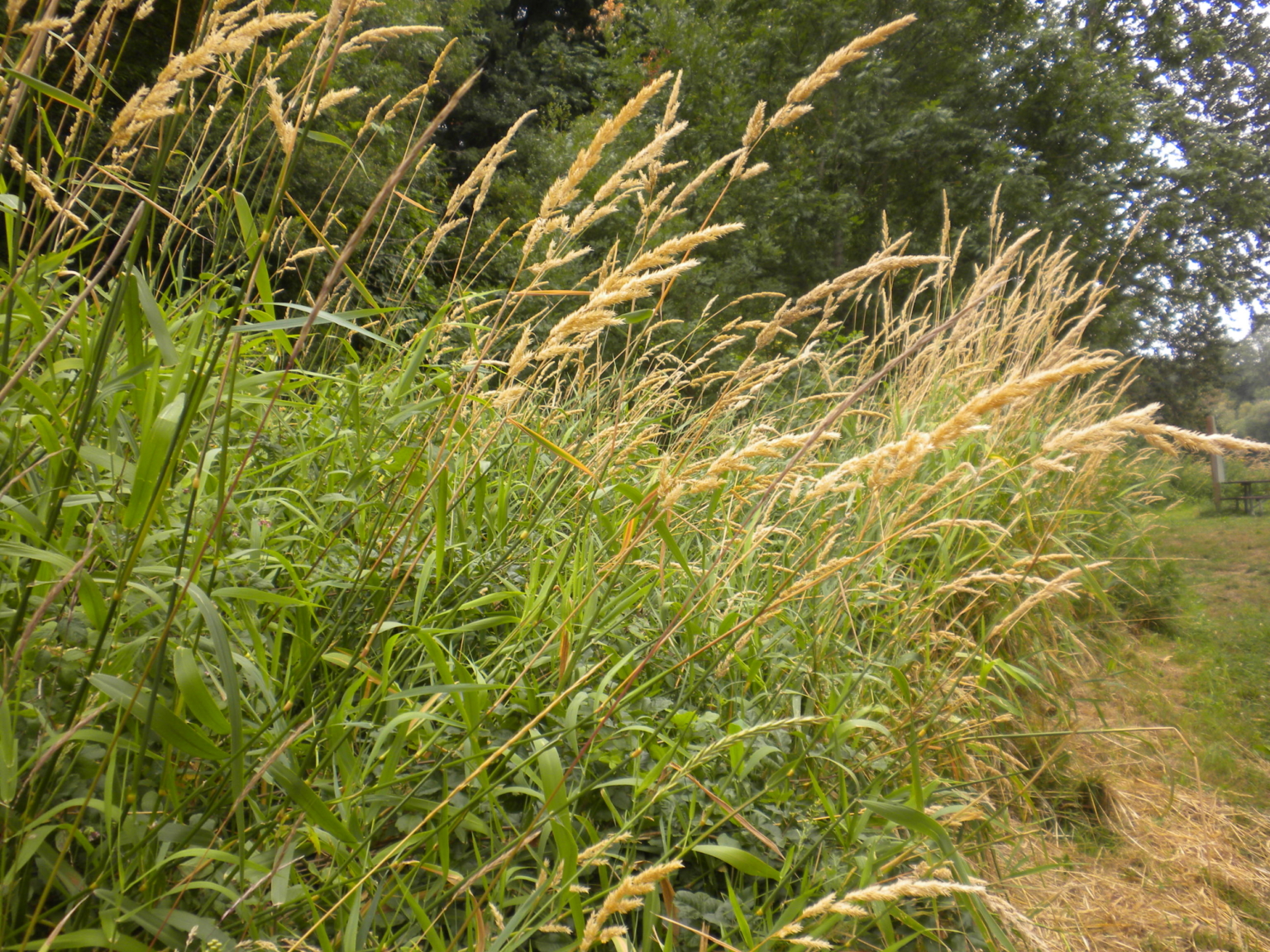 Reed Canarygrass Marion SWCD