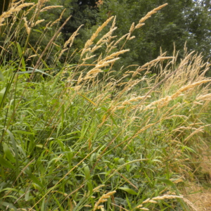 Reed Canarygrass Phalaris arundinacea Row of long grass stalks with long green slender blades and spires of seed heads