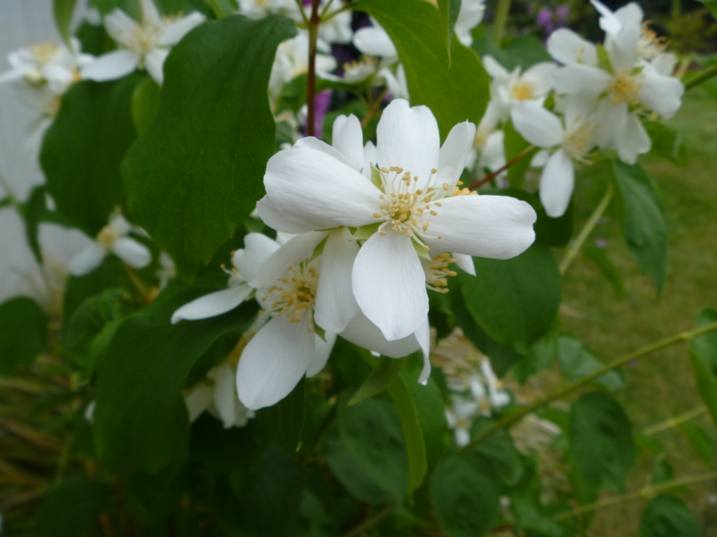 close up of mock orange flowers, white, 4-petalled