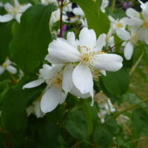 close up of mock orange flowers, white, 4-petalled