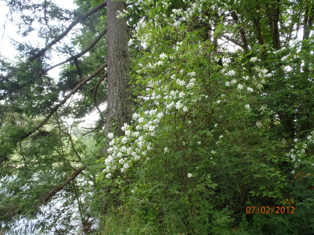 understory shrub with green vegetation and white flowers